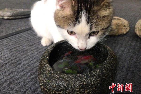 设立梯度奖励标准 《福建省首批次重点新材料生产应用奖励办法》发布