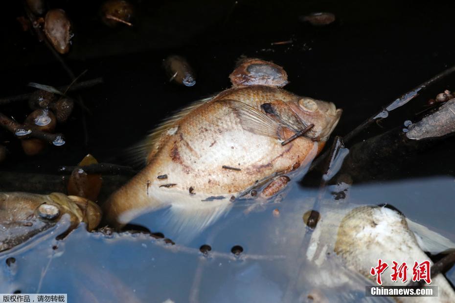 稳面积增单产成为务实有效的夏粮丰收“密码”