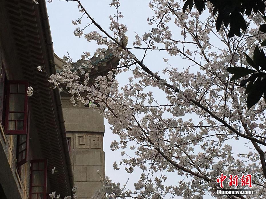 甘肃敦煌：大美胡杨醉金秋